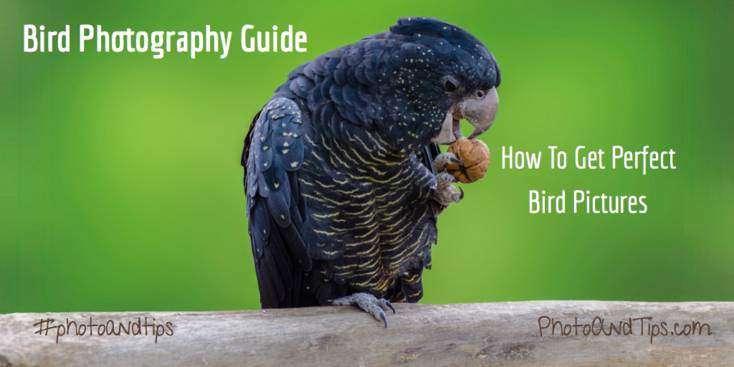 Bird Photography Guide: How to Get Perfect Bird Pictures