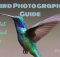 Bird Photography Guide_How to Get Perfect Bird Pictures_photoandtips.com #photoandtips