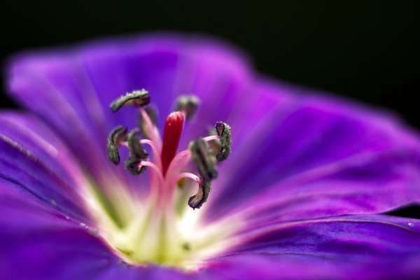 Flower Photography Tips